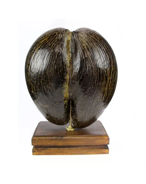 Coco de Mer
