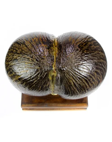 Coco de Mer