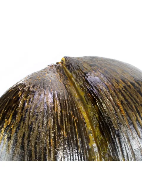 Coco de Mer