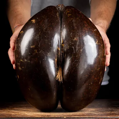 Coco de Mer