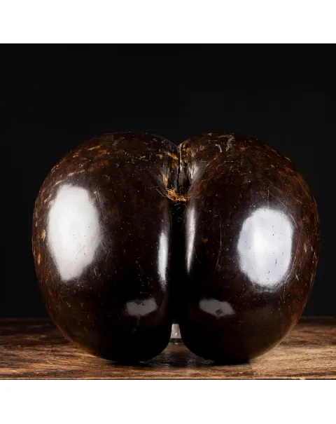 Coco de Mer
