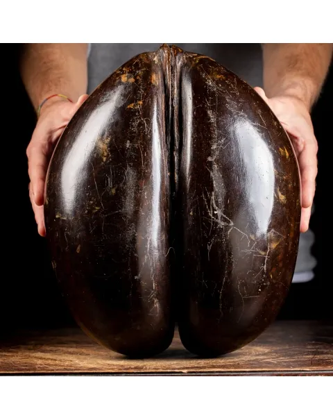 Coco de Mer