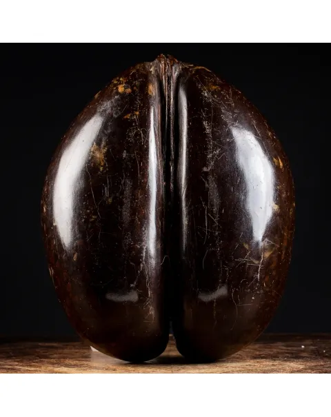 Coco de Mer