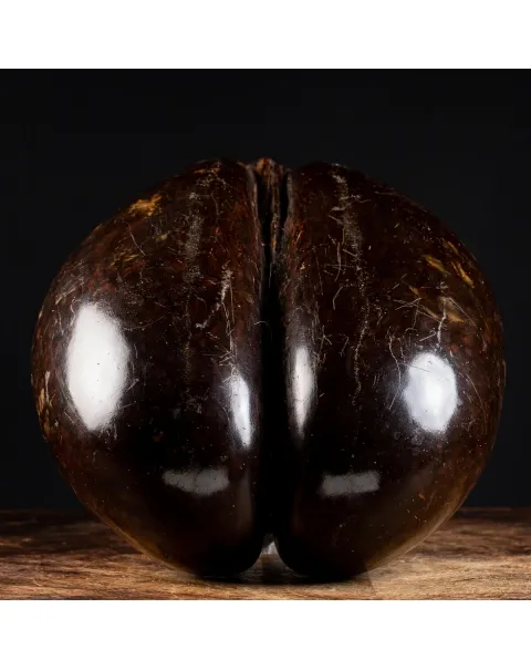 Coco de Mer