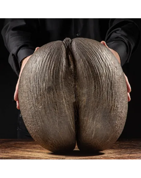 Coco de Mer