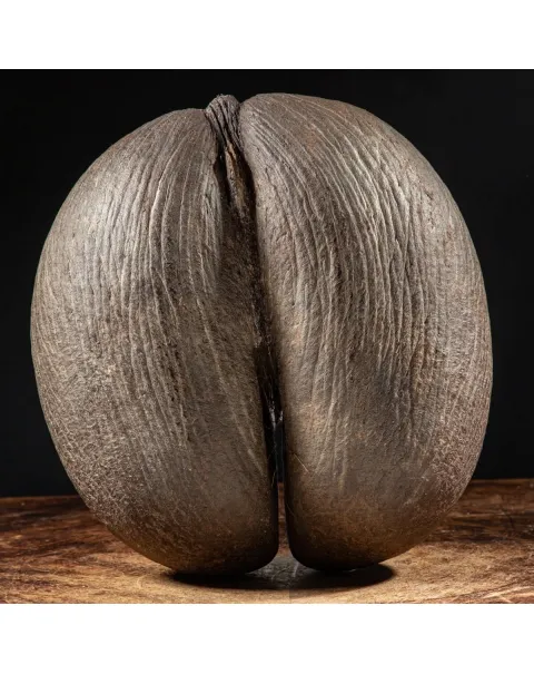 Coco de Mer