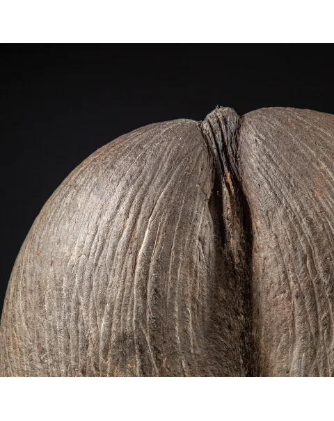 Coco de Mer