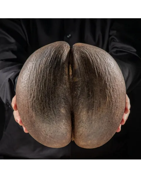 Coco de Mer