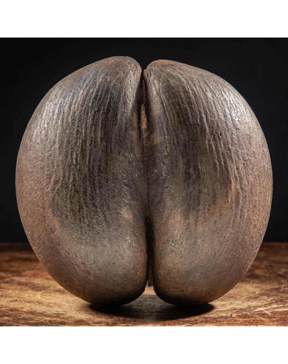 Coco de Mer