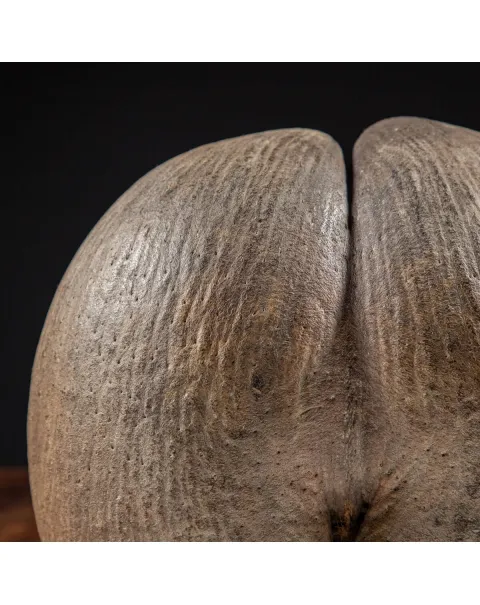 Coco de Mer