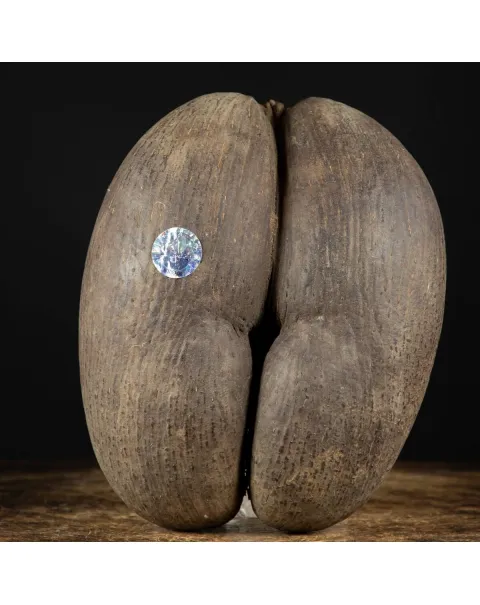 Coco De Mer