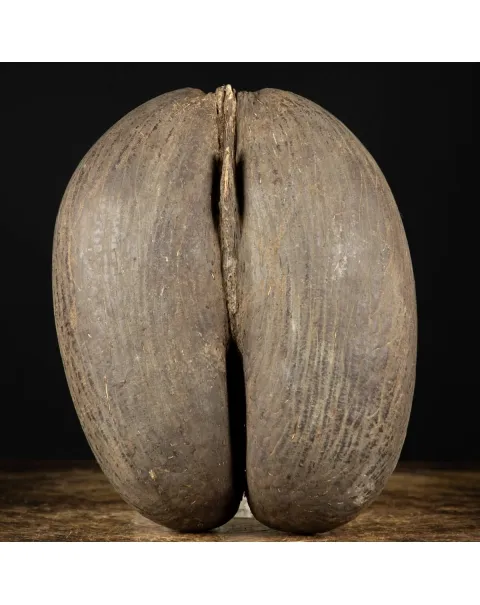 Coco De Mer