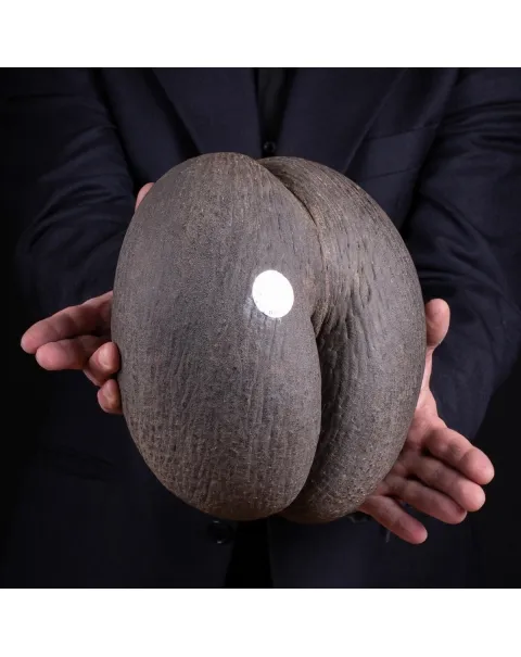 Coco de Mer - Lodoicea Maldivica