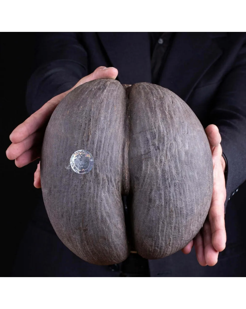 Coco de Mer - “il frutto del Paradiso"