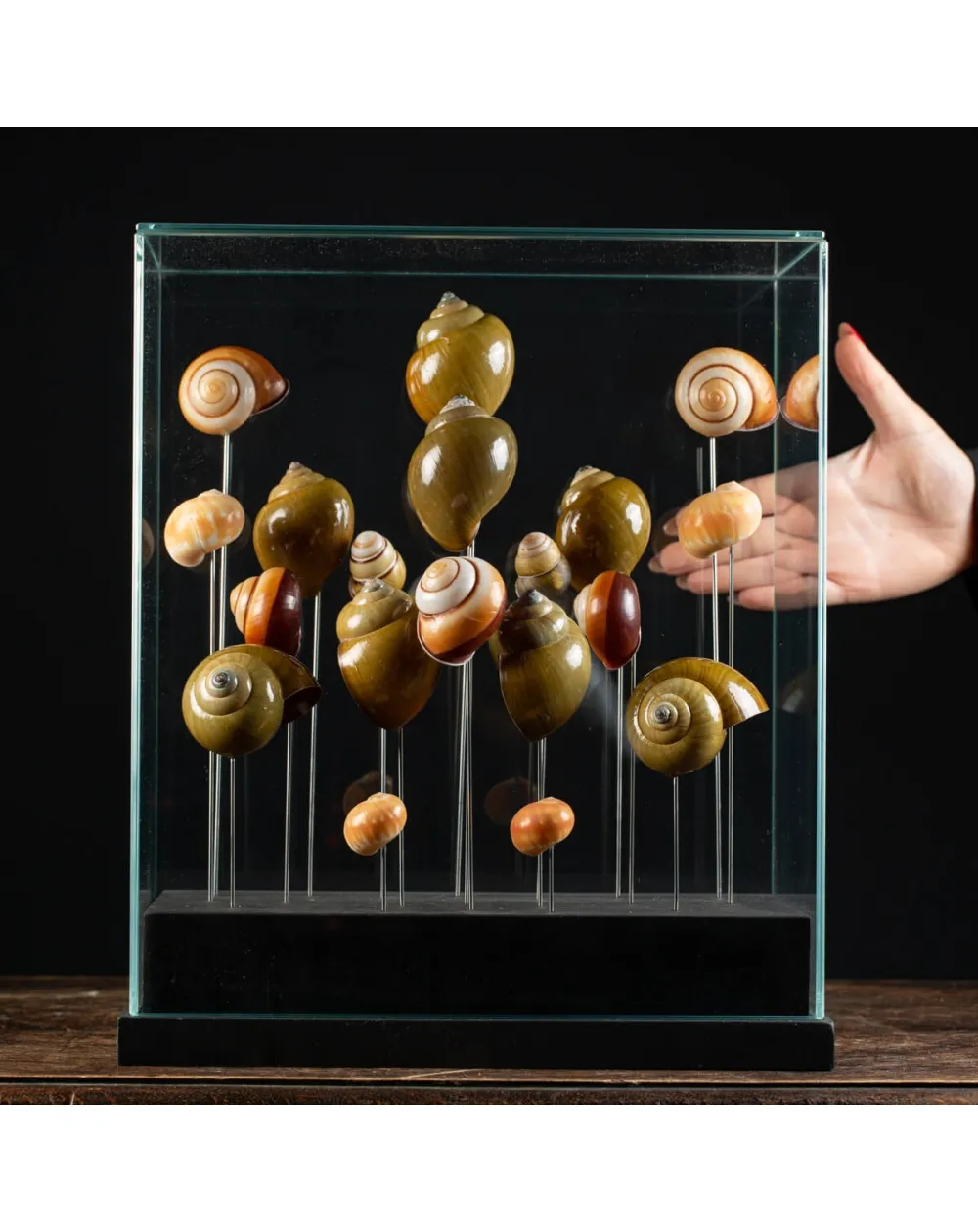 Conchiglie terrestri sotto Campana di Vetro