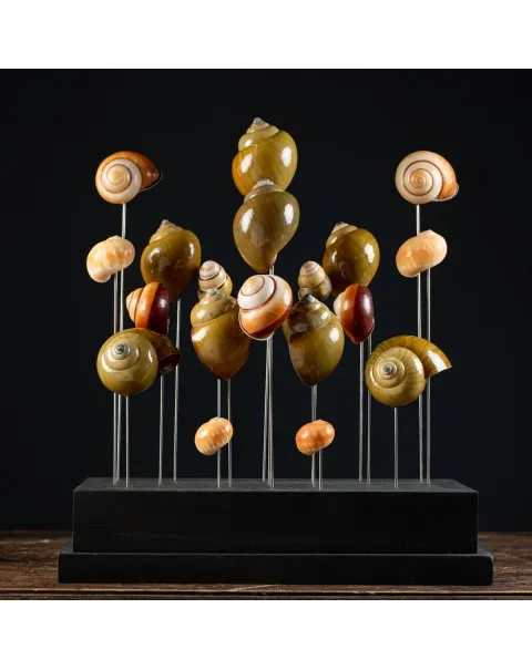 Conchiglie terrestri sotto Campana di Vetro