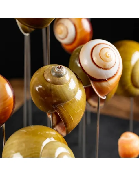 Conchiglie terrestri sotto Campana di Vetro