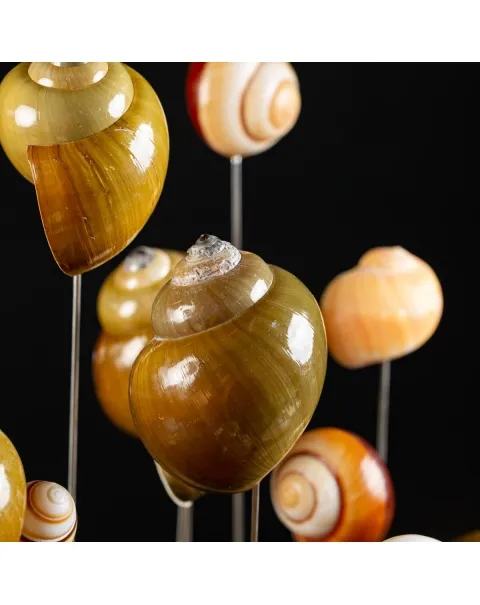 Conchiglie terrestri sotto Campana di Vetro