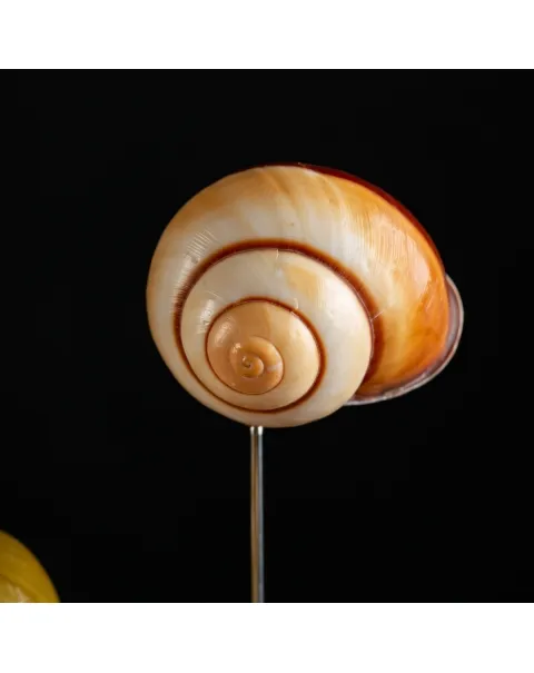 Conchiglie terrestri sotto Campana di Vetro