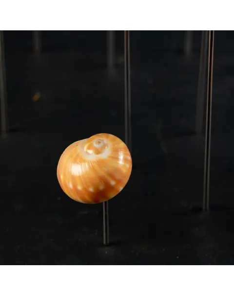 Conchiglie terrestri sotto Campana di Vetro