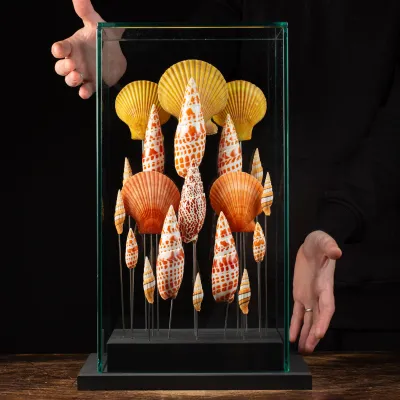 Conchiglie sotto Teca di Vetro