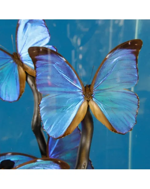 Morfo Blu Farfalle sotto Teca di Vetro