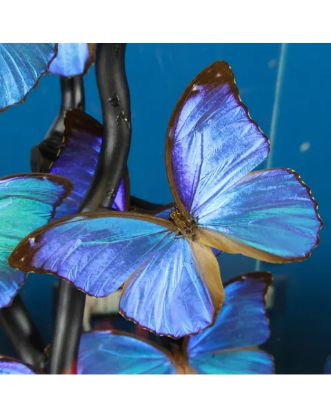 Morfo Blu Farfalle sotto Teca di Vetro