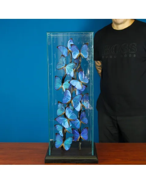 Morfo Blu Farfalle sotto Teca di Vetro