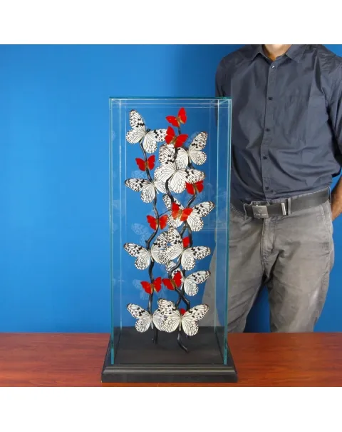 Idea Idea e Cymothoe Sangaris Farfalle sotto Teca di Vetro