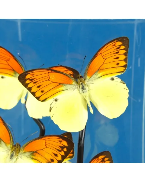 Hebomoia Leucippe Farfalle sotto Teca di Vetro
