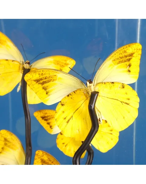 Hebomoia Leucippe Farfalle sotto Teca di Vetro