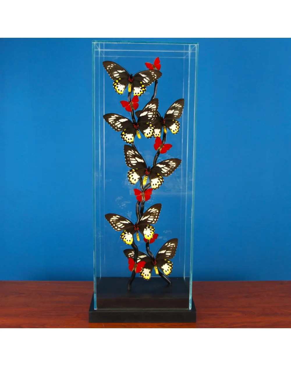 Ornithoptera Priamus e Cymothoe Sangaris Farfalle sotto Teca di Vetro