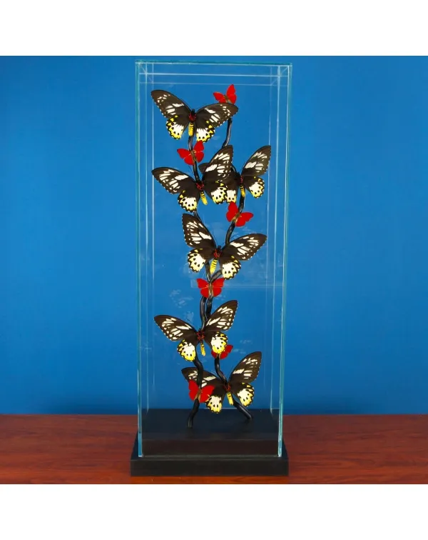 Ornithoptera Priamus e Cymothoe Sangaris Farfalle ...
