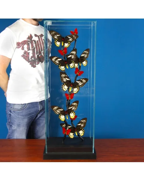 Ornithoptera Priamus e Cymothoe Sangaris Farfalle sotto Teca di Vetro