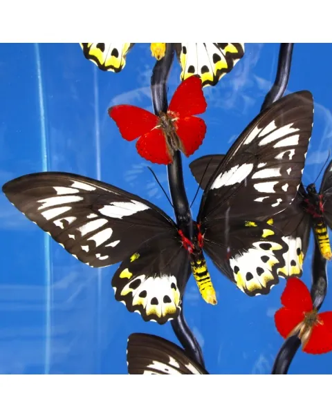 Ornithoptera Priamus e Cymothoe Sangaris Farfalle sotto Teca di Vetro