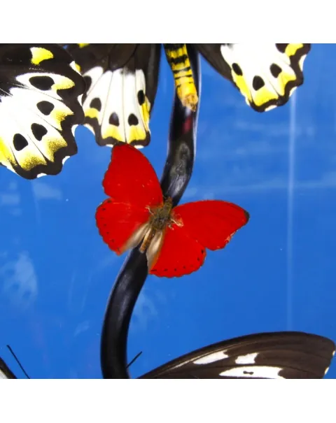 Ornithoptera Priamus e Cymothoe Sangaris Farfalle sotto Teca di Vetro