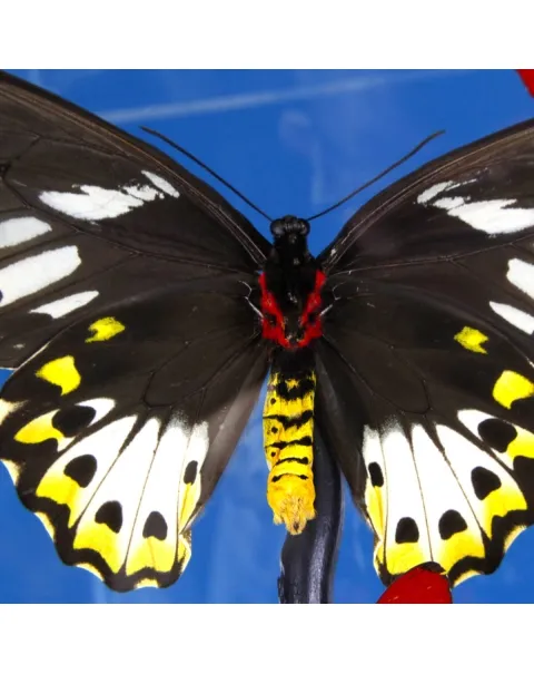 Ornithoptera Priamus e Cymothoe Sangaris Farfalle sotto Teca di Vetro