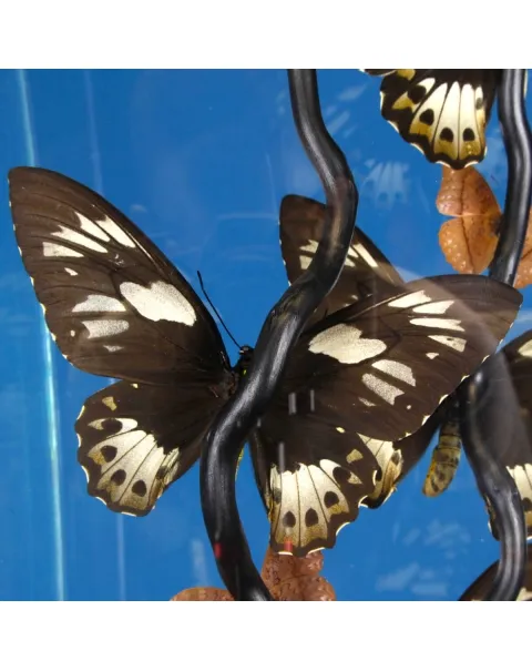 Ornithoptera Priamus e Cymothoe Sangaris Farfalle sotto Teca di Vetro
