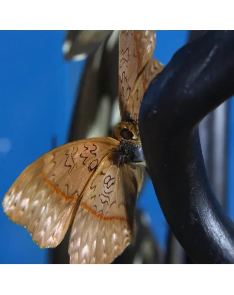 Ornithoptera Priamus e Cymothoe Sangaris Farfalle sotto Teca di Vetro