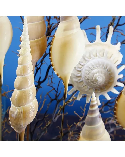 Ricci di Mare sotto Teca di Vetro