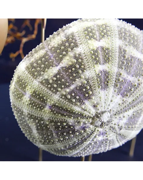 Ricci di Mare sotto Teca di Vetro