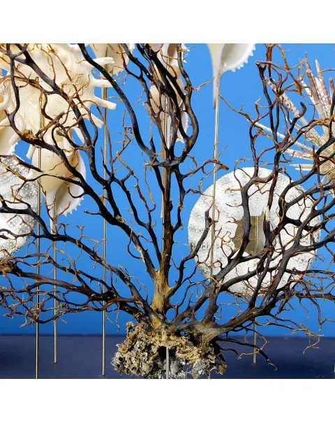 Ricci di Mare sotto Teca di Vetro