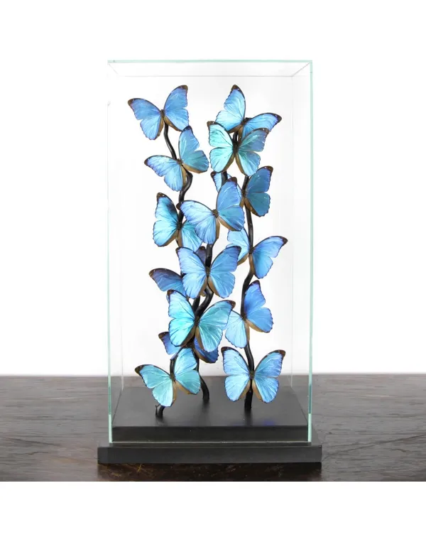 Morfo Blu Farfalle sotto Teca di Vetro