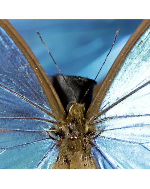 Morfo Blu Farfalle sotto Teca di Vetro