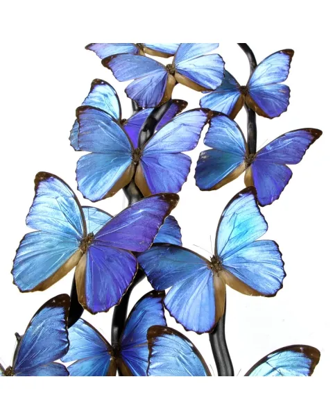 Morfo Blu Farfalle sotto Teca di Vetro