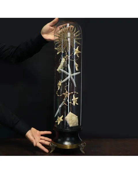 Stelle Marine sotto Campana di Vetro