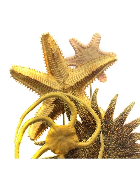 Stelle Marine sotto Campana di Vetro