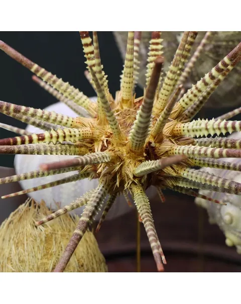 Ricci di mare sotto Teca di Vetro
