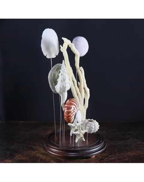 Conchiglie e Stelle Marine sotto Campana di Vetro