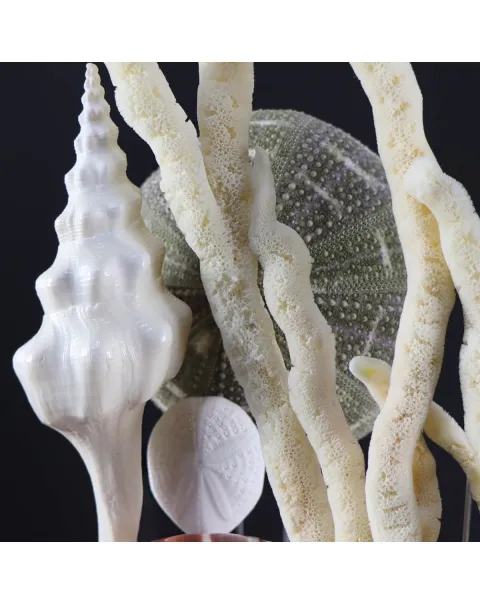 Conchiglie e Stelle Marine sotto Campana di Vetro